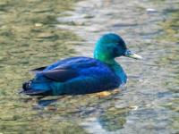 Smaragdente Männchen